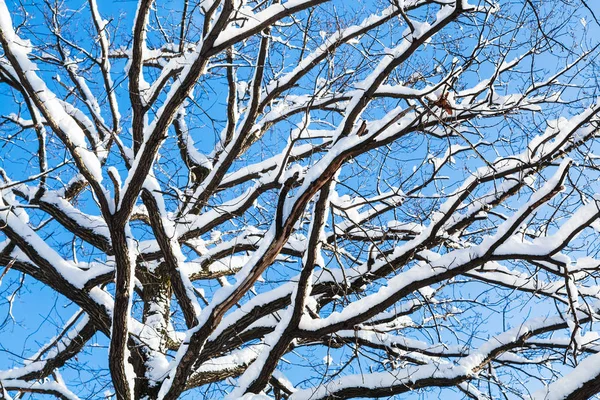 Vista Inferior Las Ramas Cubiertas Nieve Roble Bosque Del Parque — Foto de Stock