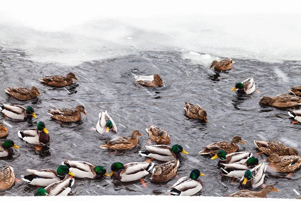 Nombreux Canards Nageant Dans Trou Glace Lac Gelé Dans Parc — Photo