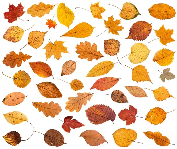 Muchas Hojas Caídas Otoño Secas Varias Aisladas Sobre Fondo Blanco —  Fotos de Stock