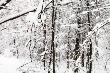 Timiryazevskiy karlı orman park Moscow city bulutlu kış gün karla kaplı dallarında