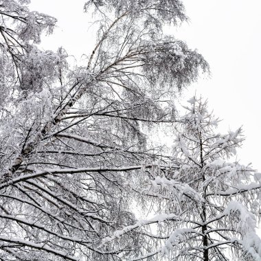 karla kaplı Timiryazevskiy orman park Moskova bulutlu kış günü şehirde huş ağacı ve karaçam ağaçların alttan görünüm