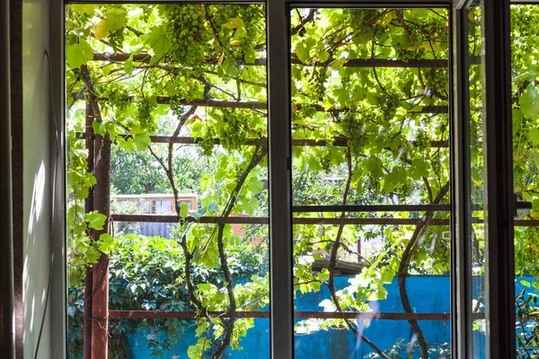 Nézd Árnyékos Szőlőskert Otthon Ablakon Vidéki Ház Napsütéses Nyári Napon — Stock Fotó