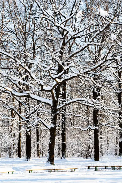 Pokryte Śniegiem Dęby Nad Ławki Leśnej Polanie Timiryazevskiy Park Moscow — Zdjęcie stockowe