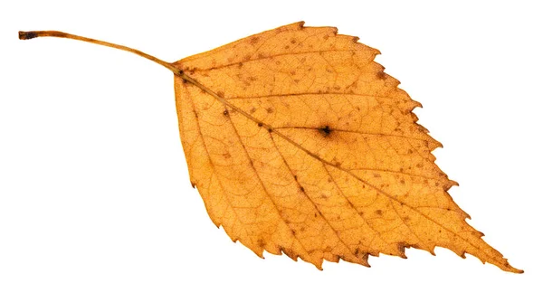 Face Arrière Vieille Feuille Bouleau Tombée Isolée Sur Fond Blanc — Photo