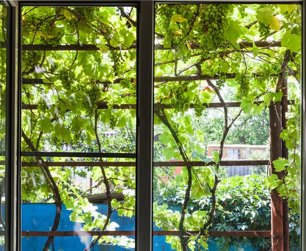 Vue Sur Vignoble Ombragé Sur Patio Par Fenêtre Maison Dans — Photo