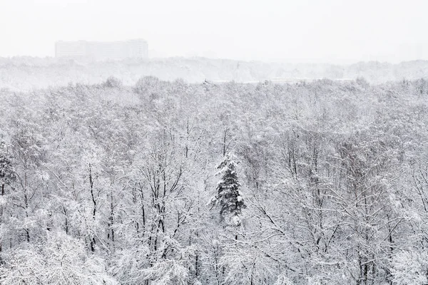 Boven Weergave Van Sneeuw Bedekt Stedelijke Timiryazevskiy Park Stad Moskou — Stockfoto