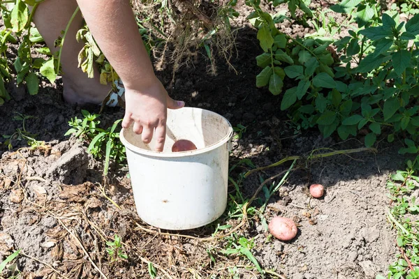 Köylü Patates Sebze Bahçesi Kova Içinde Güneşli Yaz Günü Rusya — Stok fotoğraf