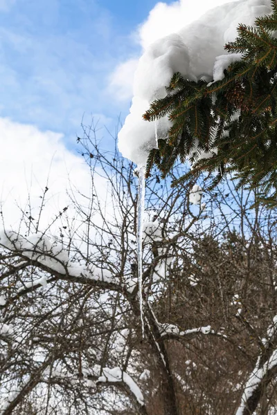 Сосулька Таяния Снега Заснеженной Ветке Ели Солнечный Зимний День — стоковое фото