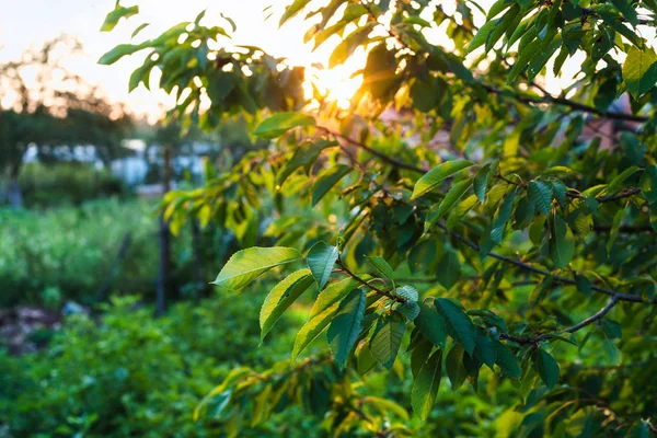 Cherry Tree Leaves Illuminated Sunset Light Garden Summer Evening Kuban — Stock Photo, Image