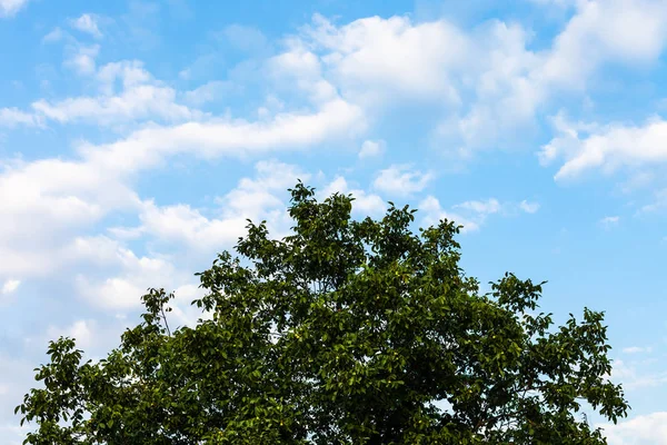 Mavi Gökyüzü Rusya Nın Kuban Bölgede Yeşil Ceviz Ağacının Taç — Stok fotoğraf