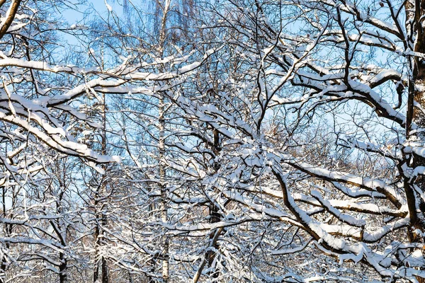 Muchas Ramas Cubiertas Nieve Bosque Del Parque Timiryazevskiy Ciudad Moscú — Foto de Stock