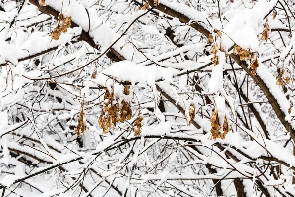 Заморожені Кленовий Насіння Відділення Банкомати Місті Snowy Лісі Timiryazevskiy Парк — стокове фото