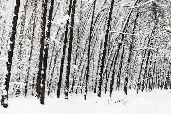 冬のモスクワ市の都市 Timiryazevskiy 公園の雪に覆われた木々 — ストック写真