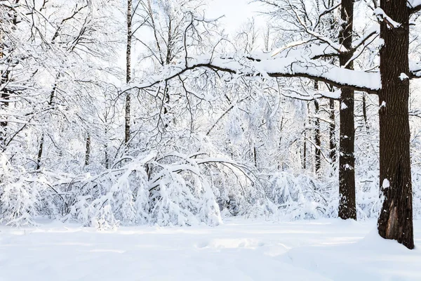 Prado Cubierto Nieve Timiryazevskiy Parque Forestal Ciudad Moscú Soleada Mañana —  Fotos de Stock