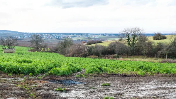 Voyage France Domaine Vignobles Dans Domaine Bollenberg Dans Arrondissement Thann — Photo