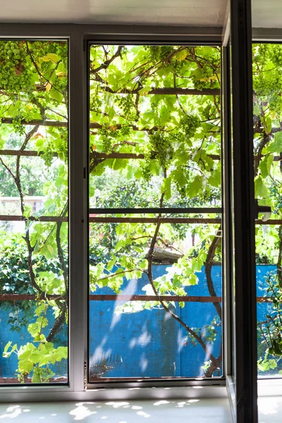 ロシアのクバン地域の日当たりの良い夏の日に田舎の邸宅で家の窓から裏庭に 日陰のブドウ園ビュー — ストック写真