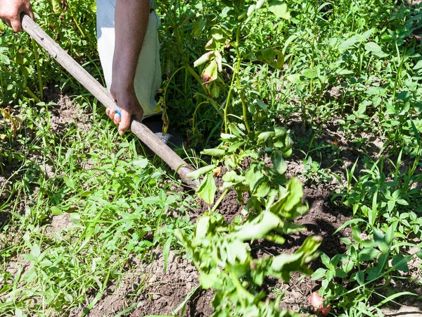 Récolte Paysanne Jeunes Pommes Terre Dans Potager Ensoleillé Été Dans — Photo