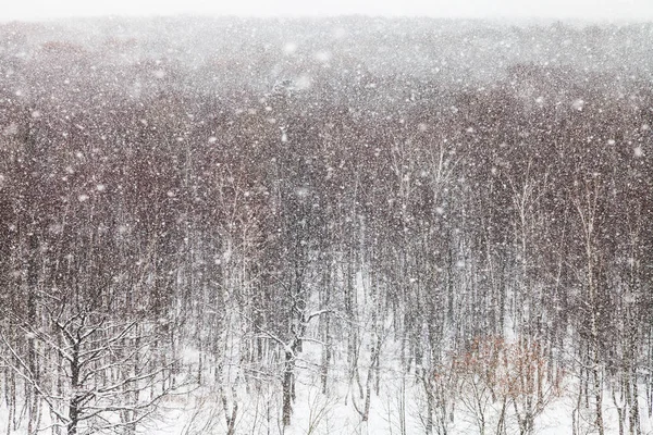 冬季在莫斯科 Timiryazevskiy 公园的树木上暴风雪 — 图库照片