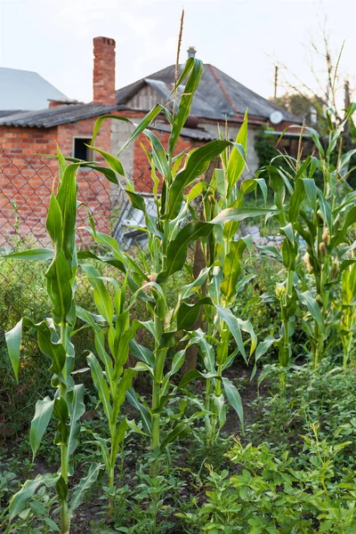 corn bushes in country garden in summer evening in Kuban region of Russia