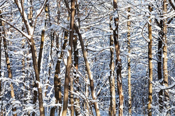 Bare Tree Trunks Snowy Forest Timiryazevskiy Park Moscow City Sunny — Stock Photo, Image