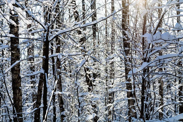 Lumière Soleil Entre Les Arbres Enneigés Dans Forêt Timiryazevskiy Parc — Photo