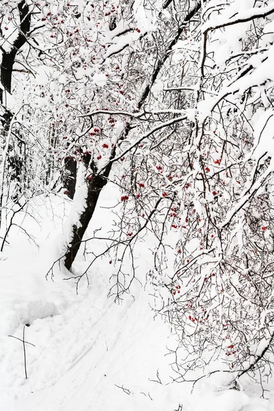 Snowy Hawthorn Tree Path Forest Timiryazevskiy Park Moscow City Overcast — Stock Photo, Image