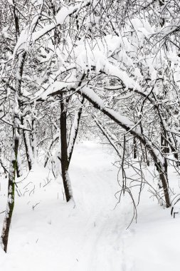 patika içinde kar karlı orman Timiryazevskiy Moskova park City bulutlu kış günü