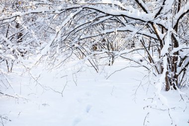 Timiryazevskiy orman Moskova park güneşli kış günü şehirde de karla kaplı funda