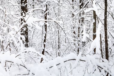 kar titredin ağaçlarda Moscow city kış Timiryazevskiy orman park