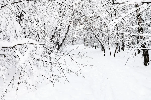 Caminho Nevado Parque Urbano Timiryazevskiy Cidade Moscou Inverno — Fotografia de Stock