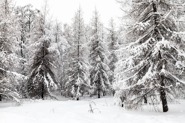 Abeto Coberto Neve Larício Árvores Floresta Inverno Parque Timiryazevskiy Cidade — Fotografia de Stock