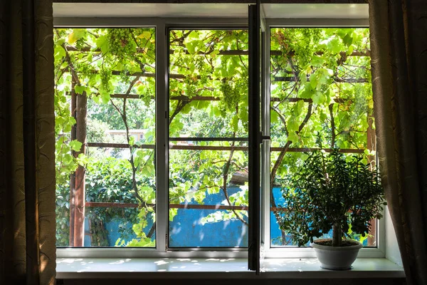 Ventana Casa Campo Con Planta Casa Día Verano Soleado Región —  Fotos de Stock