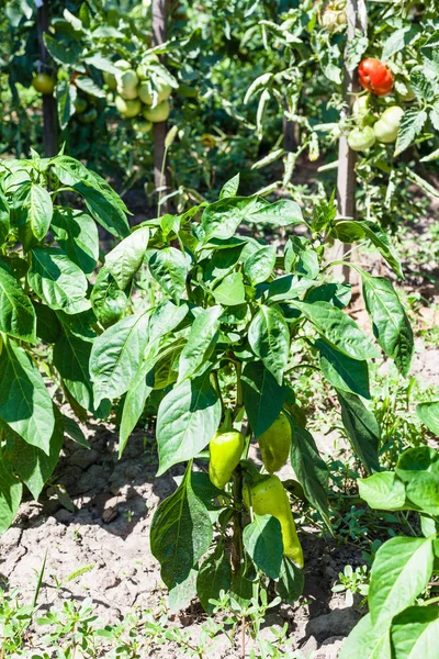 Paprika Och Tomat Bush Köksträdgård Solig Sommardag Kuban Regionen Ryssland — Stockfoto