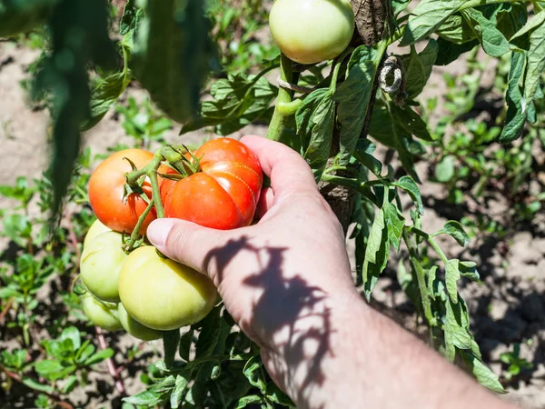 Hand Picks Ripe Tomato Bush Vegetable Garden Sunny Summer Day — Stock Photo, Image