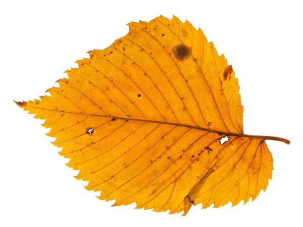 Back Side Autumn Holey Leaf Elm Tree Isolated White Background — Stock Photo, Image