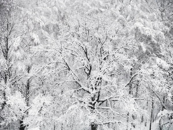 在莫斯科提米里亚兹夫斯基公园的树林里 雪中的橡树在雪的水面上 — 图库照片