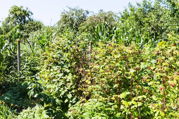 Himbeerstrauch Zaun Garten Einem Sonnigen Sommertag Der Kubanischen Region Von — Stockfoto