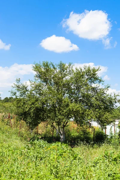 Árvore Cereja Velha Jardim Rural Verde Abaixo Céu Azul Dia — Fotografia de Stock