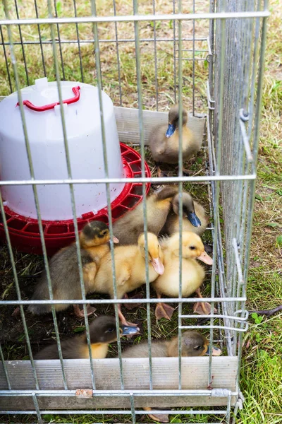 Plusieurs Canetons Cage Extérieure Sur Herbe Dans Jardin Journée Été — Photo