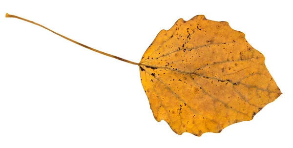 Fallen Leaf Aspen Tree Isolated White Background — Stock Photo, Image