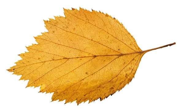 黄色の裏白い背景で隔離の木の落ち葉 — ストック写真