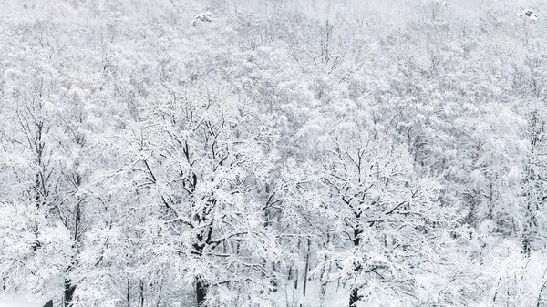 Panoramisch Uitzicht Sneeuw Bedekt Eikenhouten Grove Bos Van Timiryazevskiy Park — Stockfoto