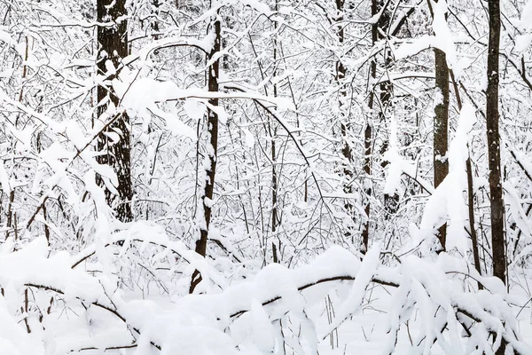 モスクワ市の冬 Timiryazevskiy 森林公園で木々 の雪ちぢこまった — ストック写真