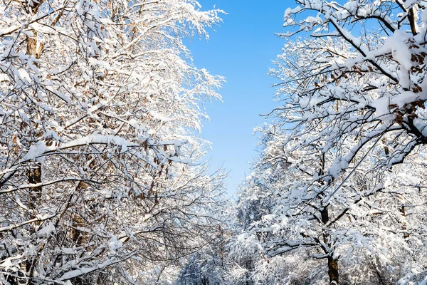 Vista Inferior Céu Azul Entre Árvores Nevadas Parque Florestal Timiryazevskiy — Fotografia de Stock