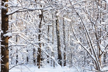 karla kaplı huş ağacı ve çam ağaçları orman Timiryazevskiy Moskova park güneşli kış günü şehirde