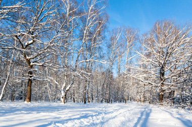 Timiryazevskiy Moskova park City'de güneşli kış günde takas orman