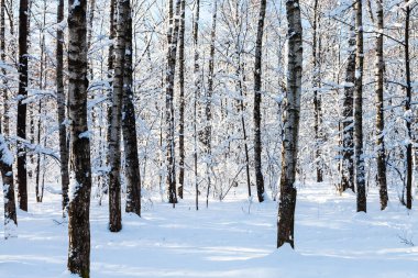çıplak ağaç gövdeleri güneşli kış günü karlı orman Timiryazevskiy Moskova park City