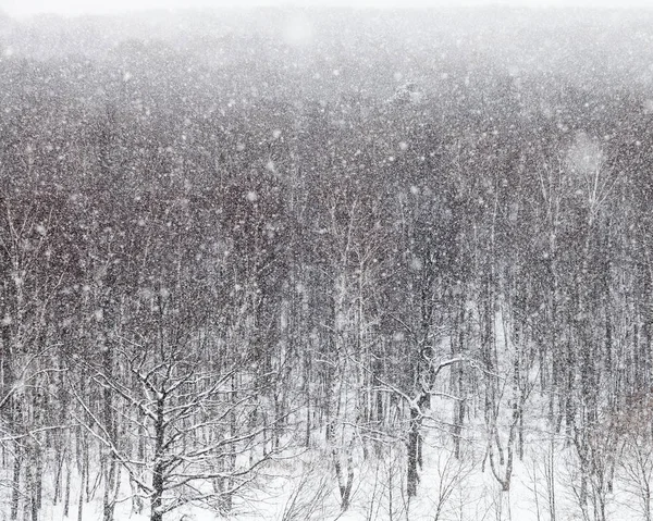 Falla Träd Timiryazevskiy Parken Moskva Snö Vinterdag — Stockfoto