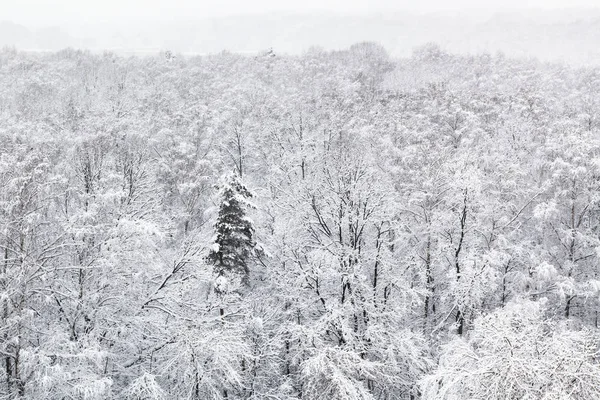 Boven Weergave Van Sneeuw Bedekt Bomen Het Bos Van Timiryazevskiy — Stockfoto