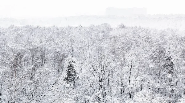 Panoramautsikt Över Snö Täckt Timiryazevskiy Stadspark Moscow City Vintern — Stockfoto